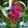 Bloem Zwaan Hart Roos